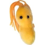 Pack of 6 Microbes soft toy gag gifts for Friends and Scientific Education